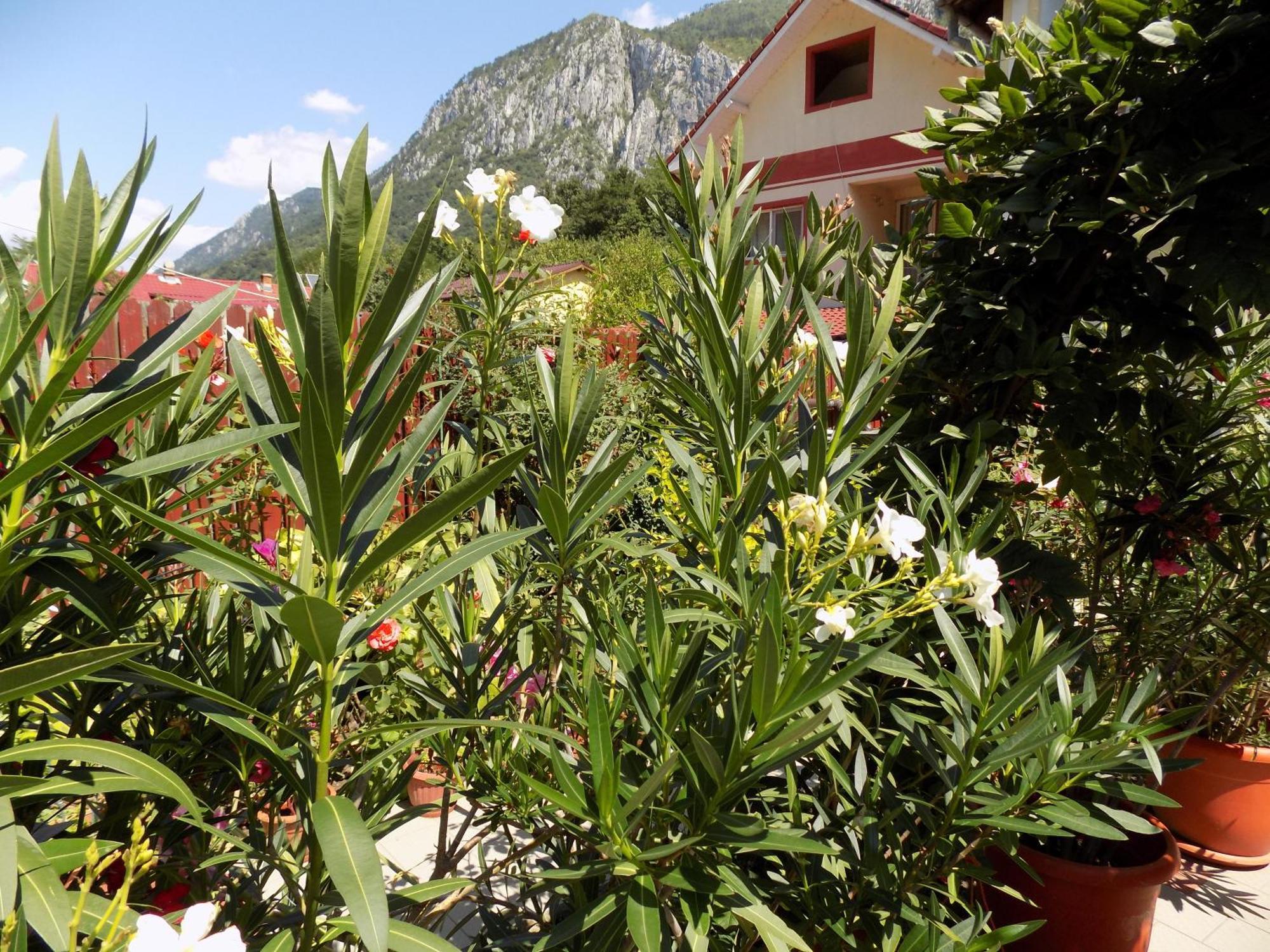 Pension Eden Băile Herculane Buitenkant foto